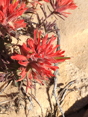 Castilleja scabrida scabrida