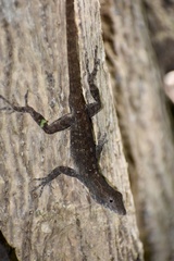 Anolis jubar oriens