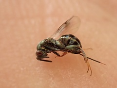 Monodontomerus