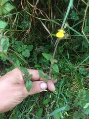 Calceolaria mexicana