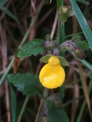 Calceolaria mexicana