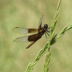 Libellula luctuosa