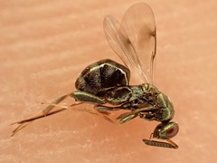 Monodontomerus
