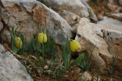 Fritillaria aurea