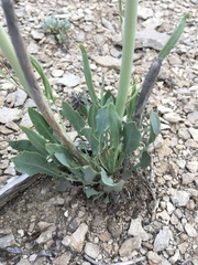 Caulanthus crassicaulis