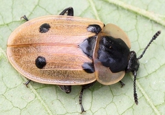 Dendroxena quadrimaculata