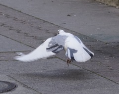 Columba livia domestica