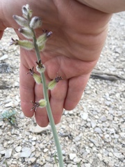 Caulanthus crassicaulis