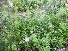 Cistus creticus eriocephalus