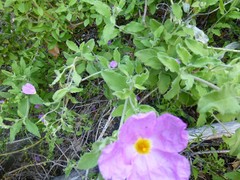 Cistus creticus eriocephalus