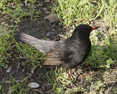 Turdus merula