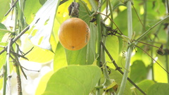 Passiflora ligularis