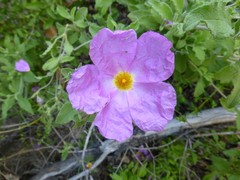 Cistus creticus eriocephalus