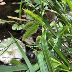 Carex comosa