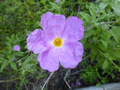 Cistus creticus eriocephalus