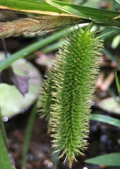 Carex comosa