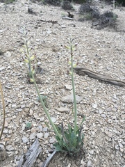 Caulanthus crassicaulis