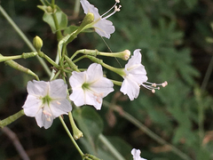 Commicarpus plumbagineus