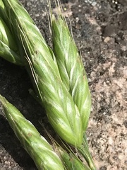 Bromus hordeaceus
