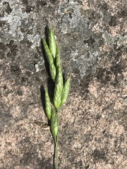 Bromus hordeaceus