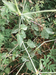 Commicarpus plumbagineus