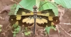 Rhyothemis variegata
