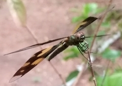 Rhyothemis variegata