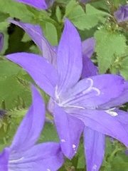 Campanula poscharskyana