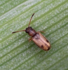 Psammoecus bipunctatus