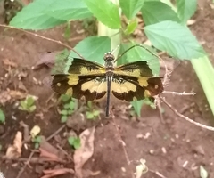 Rhyothemis variegata