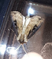 Agrotis volubilis