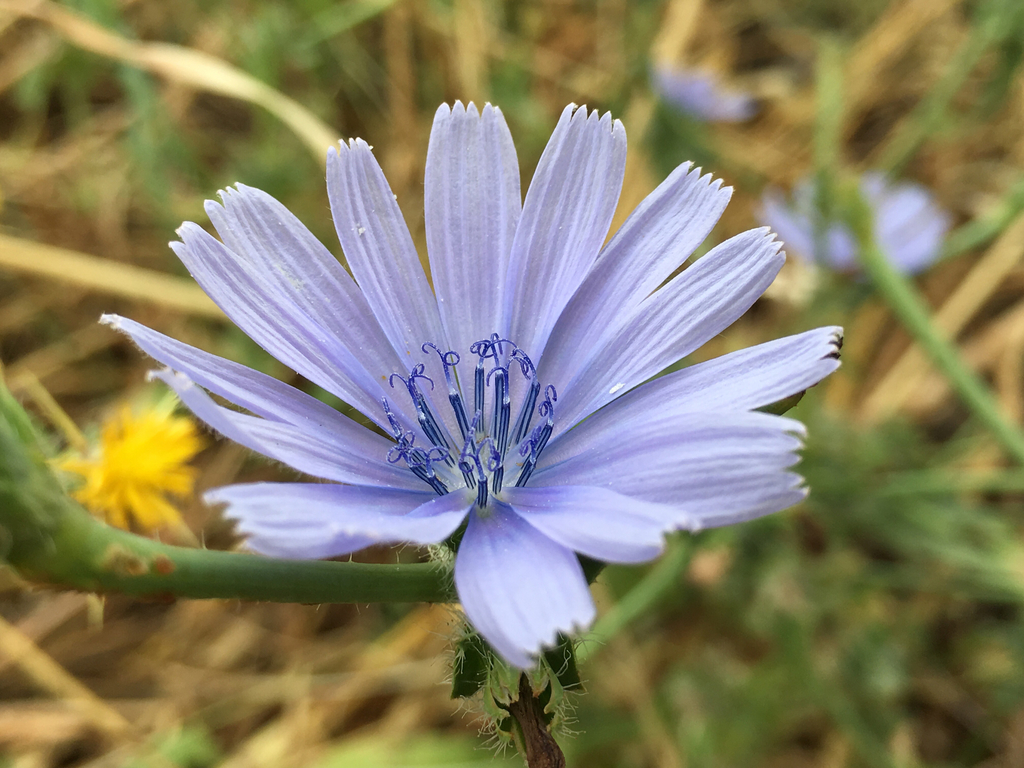 Chicory