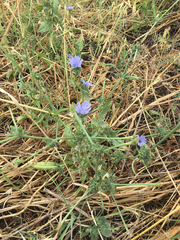 Cichorium pumilum