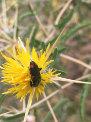 Trichodes quadriguttatus