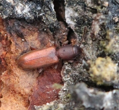 Silvanus unidentatus