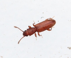 Silvanus unidentatus