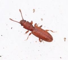 Silvanus unidentatus