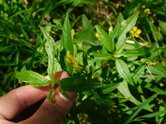 Lysimachia ciliata