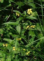 Lysimachia ciliata