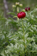 Paeonia