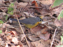 Basileuterus lachrymosus