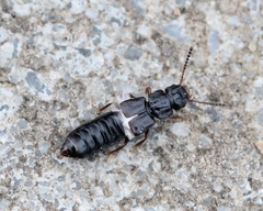 Anotylus rugosus