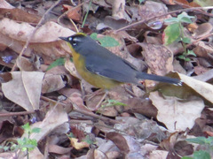 Basileuterus lachrymosus