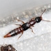 Bark Rove Beetle - Photo (c) Marie Lou Legrand, some rights reserved (CC BY-NC), uploaded by Marie Lou Legrand