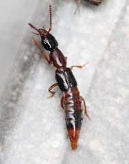 Atrecus affinis