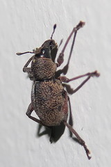 Metapocyrtus adspersus