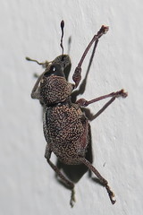 Metapocyrtus adspersus