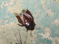 Macroscytus