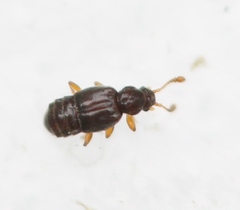 Bibloporus