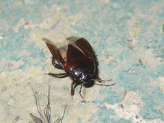 Macroscytus